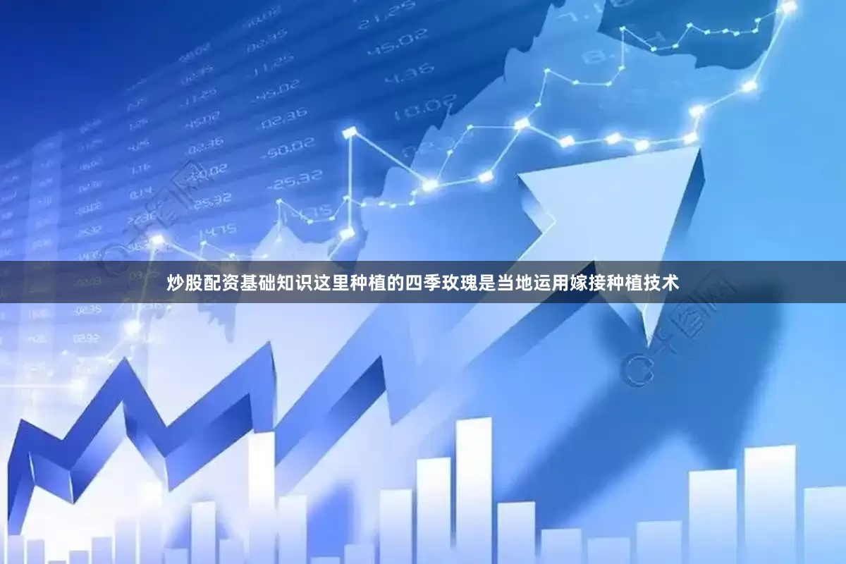 炒股配资基础知识这里种植的四季玫瑰是当地运用嫁接种植技术